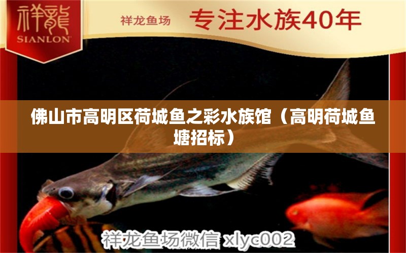 佛山市高明區(qū)荷城魚之彩水族館（高明荷城魚塘招標(biāo)）