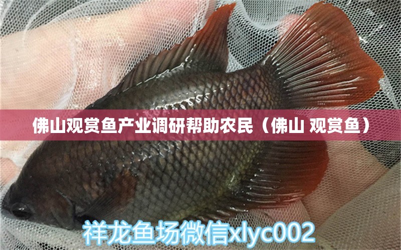 佛山觀賞魚(yú)產(chǎn)業(yè)調(diào)研幫助農(nóng)民（佛山 觀賞魚(yú)）