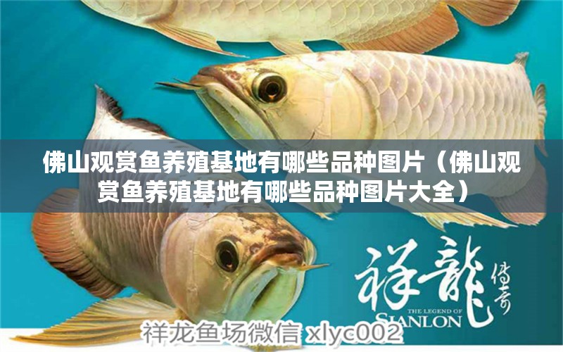 佛山觀賞魚養(yǎng)殖基地有哪些品種圖片（佛山觀賞魚養(yǎng)殖基地有哪些品種圖片大全）