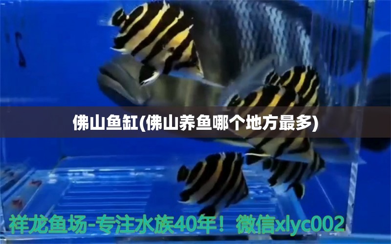 佛山魚缸(佛山養(yǎng)魚哪個地方最多)