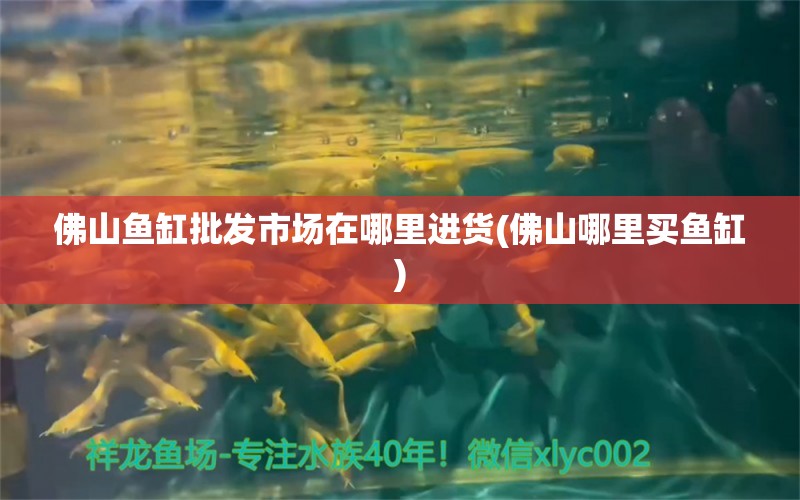 佛山魚缸批發(fā)市場在哪里進貨(佛山哪里買魚缸) 紅尾平克魚