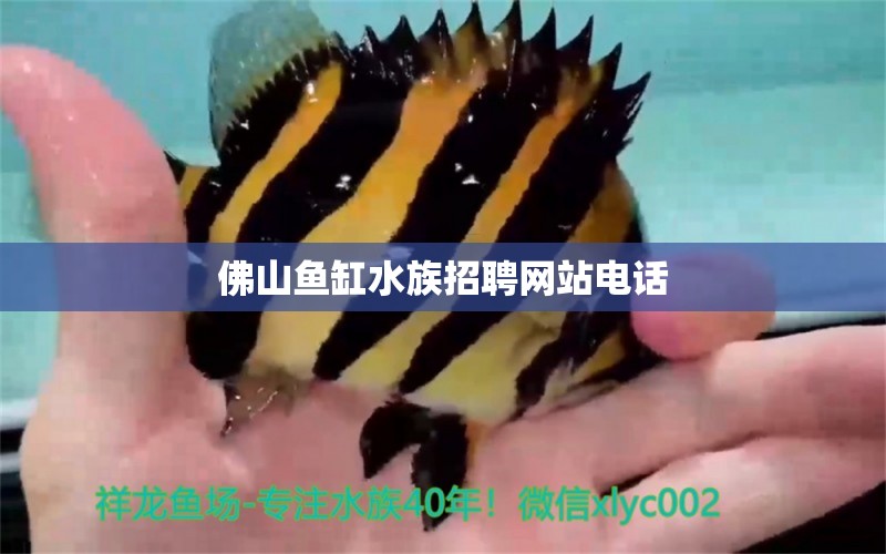 佛山魚缸水族招聘網(wǎng)站電話