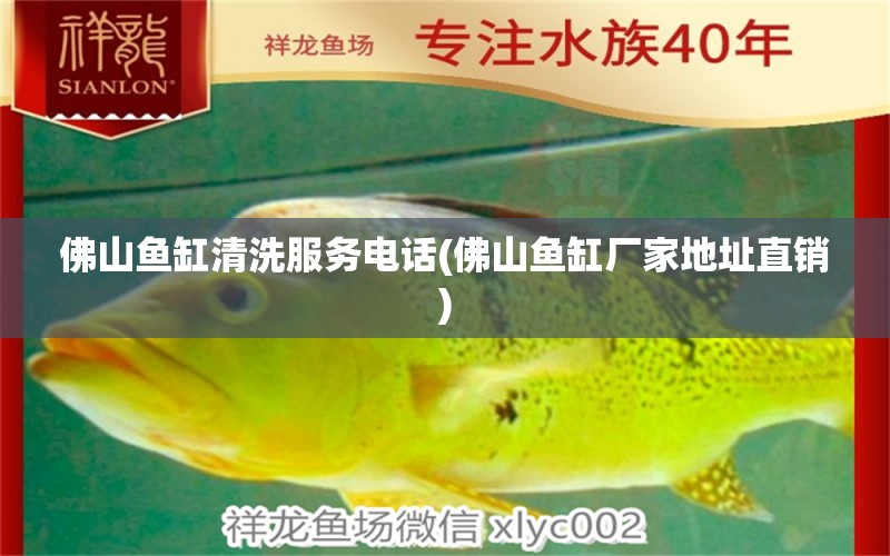 佛山魚缸清洗服務(wù)電話(佛山魚缸廠家地址直銷) 三間鼠魚苗