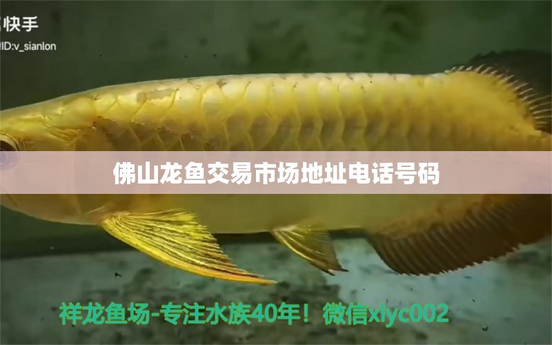 佛山龍魚交易市場地址電話號碼