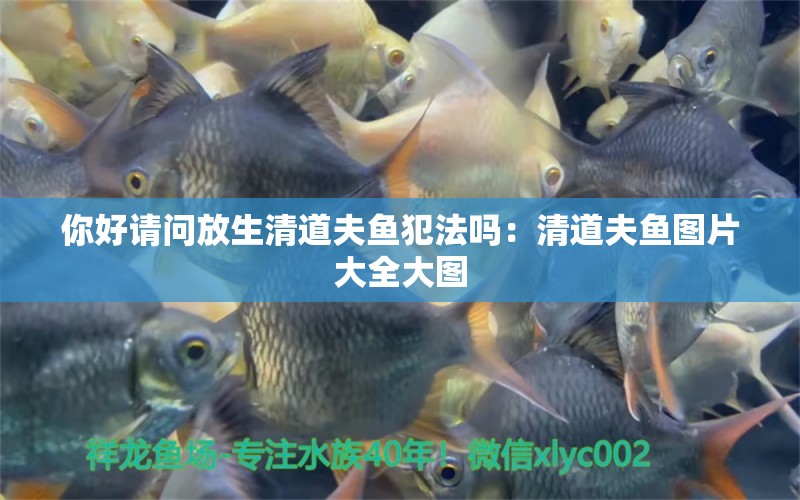 你好請(qǐng)問放生清道夫魚犯法嗎：清道夫魚圖片大全大圖