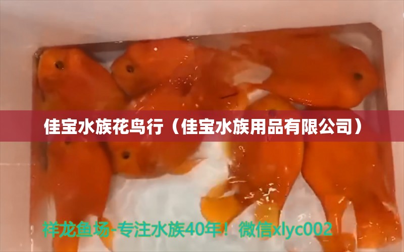 佳寶水族花鳥行（佳寶水族用品有限公司）