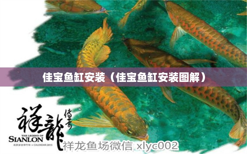 佳寶魚缸安裝（佳寶魚缸安裝圖解） 觀賞魚魚苗