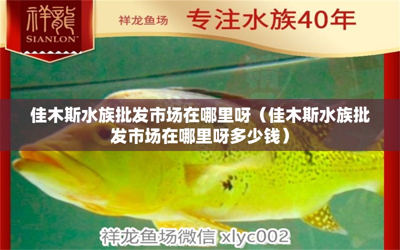 佳木斯水族批發(fā)市場在哪里呀（佳木斯水族批發(fā)市場在哪里呀多少錢） 觀賞魚水族批發(fā)市場