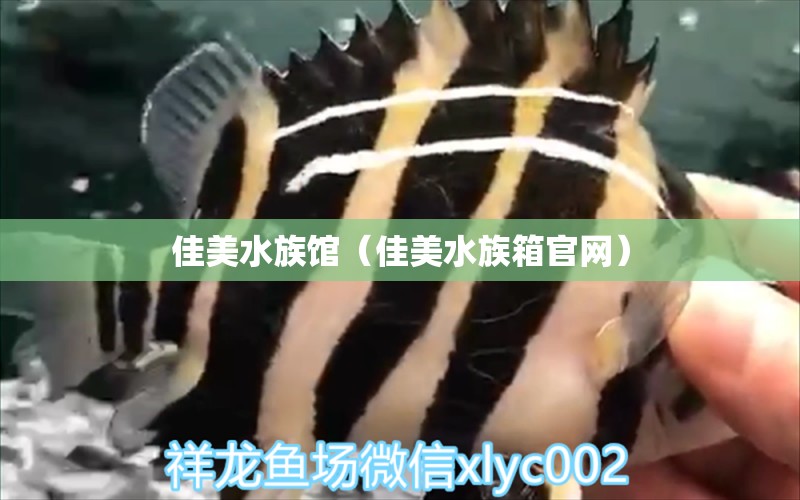 佳美水族館（佳美水族箱官網(wǎng)）