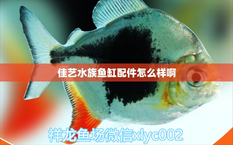 佳藝水族魚(yú)缸配件怎么樣啊 祥龍魚(yú)場(chǎng)