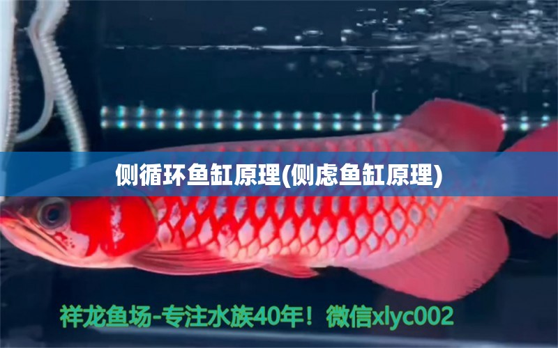 側循環(huán)魚缸原理(側慮魚缸原理) 斑馬鴨嘴魚