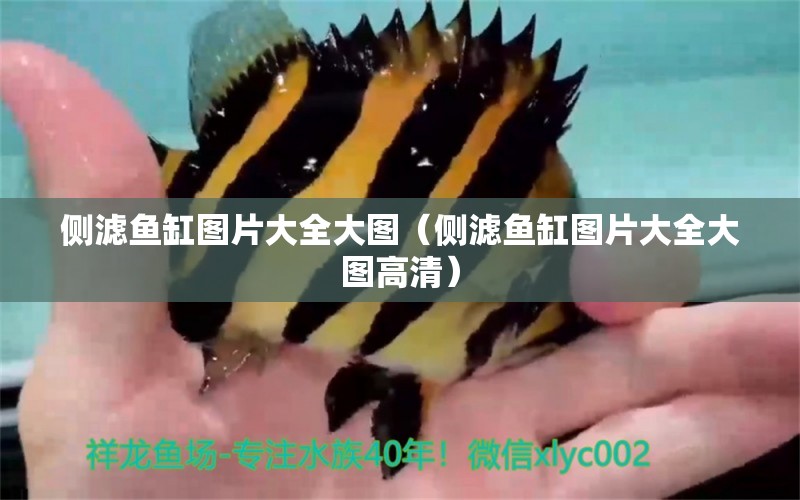 側濾魚缸圖片大全大圖（側濾魚缸圖片大全大圖高清）