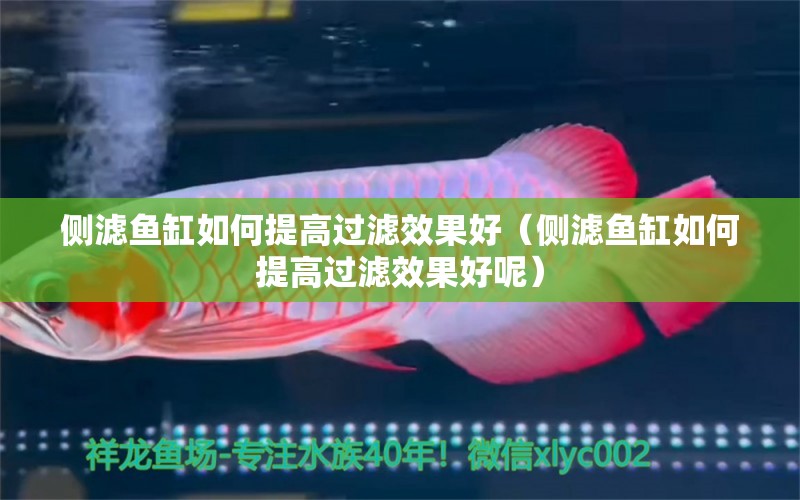 側(cè)濾魚缸如何提高過濾效果好（側(cè)濾魚缸如何提高過濾效果好呢）