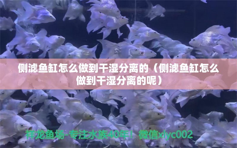 側(cè)濾魚(yú)缸怎么做到干濕分離的（側(cè)濾魚(yú)缸怎么做到干濕分離的呢）