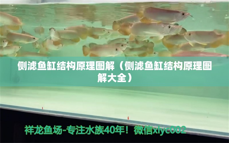 側(cè)濾魚(yú)缸結(jié)構(gòu)原理圖解（側(cè)濾魚(yú)缸結(jié)構(gòu)原理圖解大全）