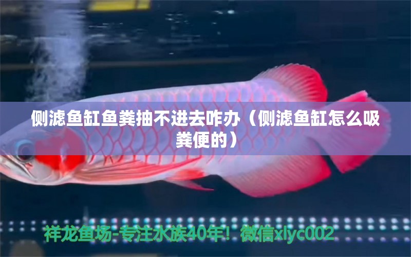 側(cè)濾魚缸魚糞抽不進(jìn)去咋辦（側(cè)濾魚缸怎么吸糞便的）