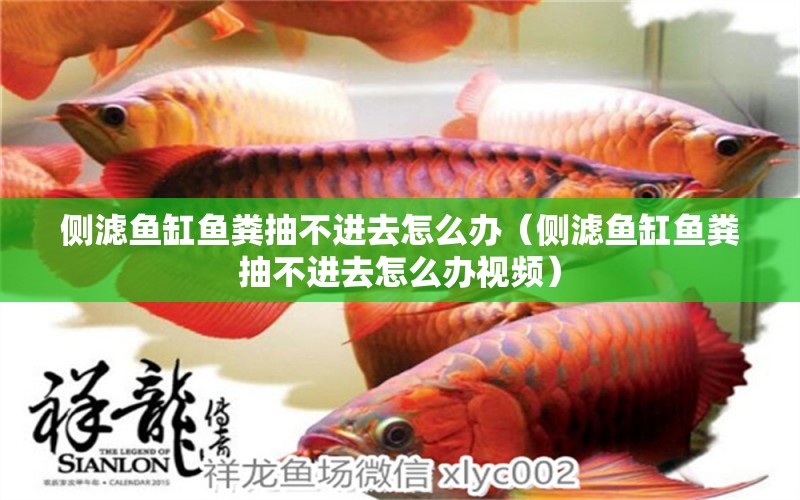 側(cè)濾魚缸魚糞抽不進(jìn)去怎么辦（側(cè)濾魚缸魚糞抽不進(jìn)去怎么辦視頻） 祥龍金禾金龍魚