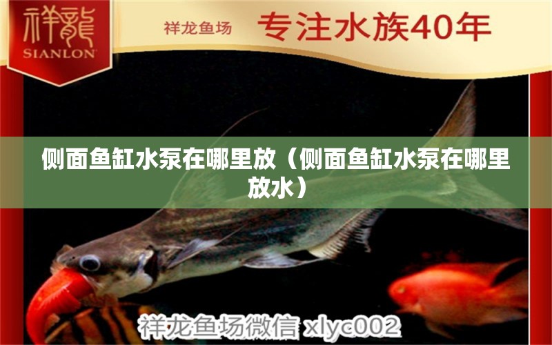 側(cè)面魚缸水泵在哪里放（側(cè)面魚缸水泵在哪里放水） 魚缸水泵