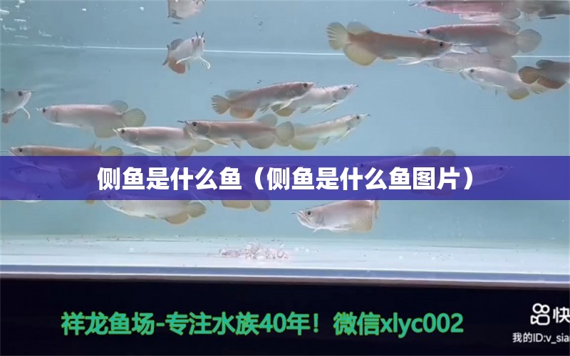 側(cè)魚是什么魚（側(cè)魚是什么魚圖片）