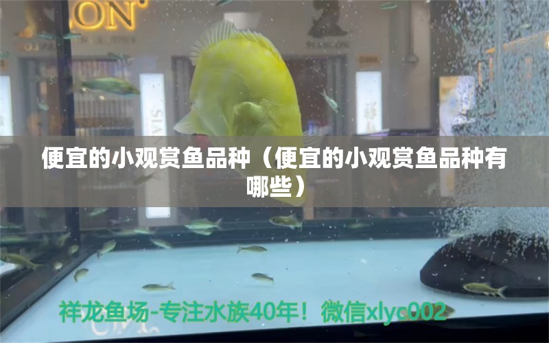 便宜的小觀賞魚品種（便宜的小觀賞魚品種有哪些）