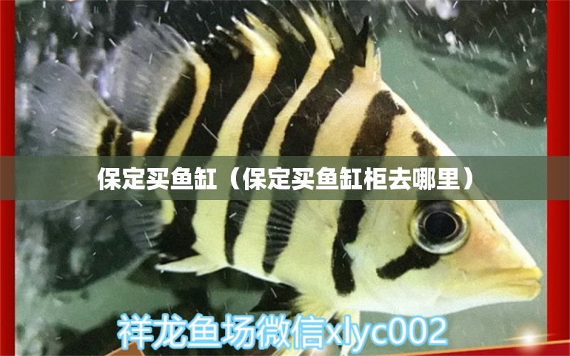 保定買魚缸（保定買魚缸柜去哪里） 其他品牌魚缸