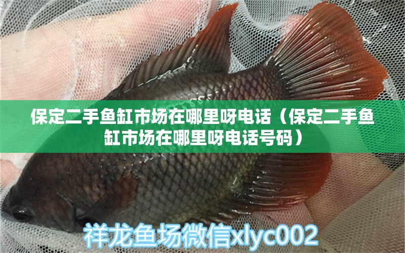 保定二手魚缸市場在哪里呀電話（保定二手魚缸市場在哪里呀電話號碼）