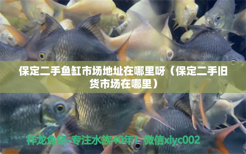 保定二手魚缸市場地址在哪里呀（保定二手舊貨市場在哪里） 觀賞魚批發(fā)