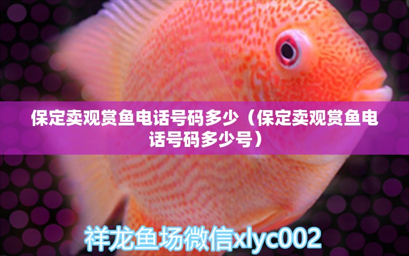 保定賣(mài)觀賞魚(yú)電話號(hào)碼多少（保定賣(mài)觀賞魚(yú)電話號(hào)碼多少號(hào)） 藍(lán)底過(guò)背金龍魚(yú)