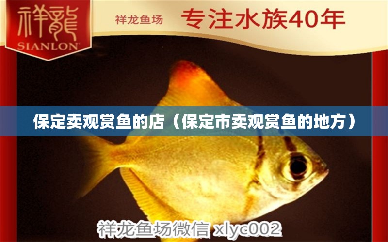 保定賣觀賞魚的店（保定市賣觀賞魚的地方） 廣州觀賞魚批發(fā)市場