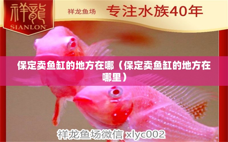 保定賣魚缸的地方在哪（保定賣魚缸的地方在哪里）