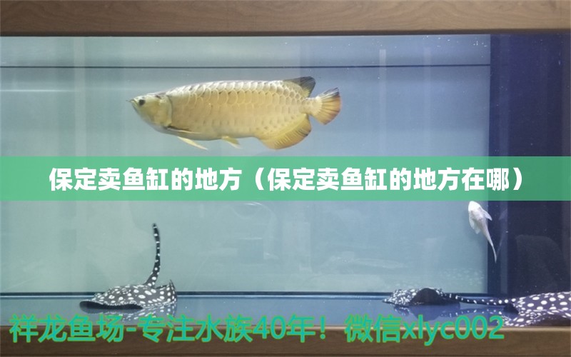 保定賣魚缸的地方（保定賣魚缸的地方在哪）