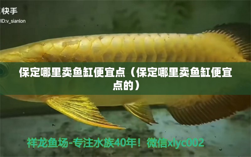 保定哪里賣魚缸便宜點(diǎn)（保定哪里賣魚缸便宜點(diǎn)的）