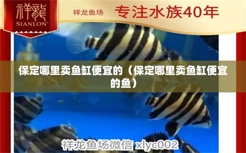 保定哪里賣魚缸便宜的（保定哪里賣魚缸便宜的魚）