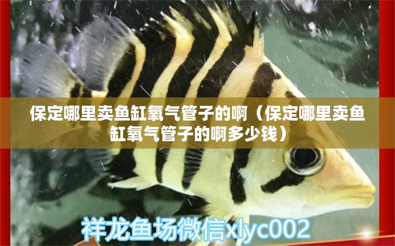 保定哪里賣魚缸氧氣管子的?。ū６睦镔u魚缸氧氣管子的啊多少錢） 祥龍魚場