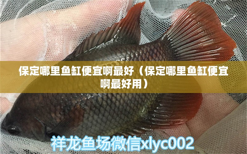 保定哪里魚缸便宜啊最好（保定哪里魚缸便宜啊最好用）