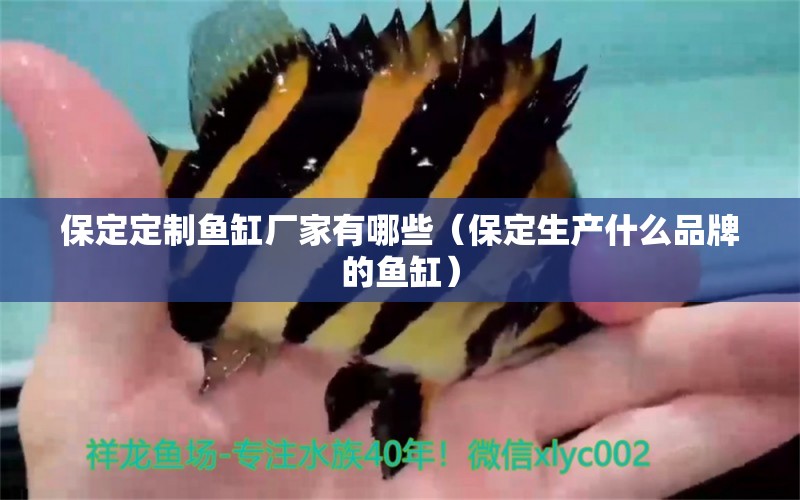 保定定制魚缸廠家有哪些（保定生產什么品牌的魚缸） 黃金招財貓魚 第1張