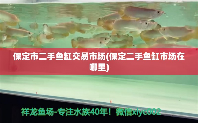 保定市二手魚缸交易市場(保定二手魚缸市場在哪里)