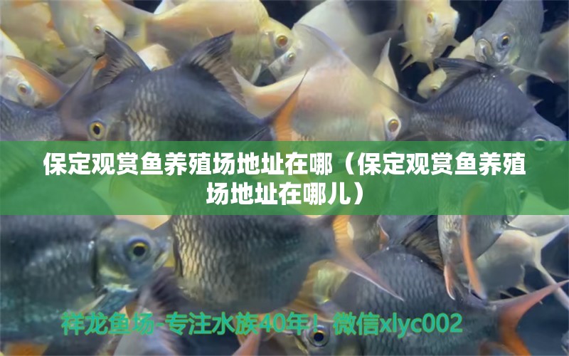 保定觀賞魚養(yǎng)殖場地址在哪（保定觀賞魚養(yǎng)殖場地址在哪兒）