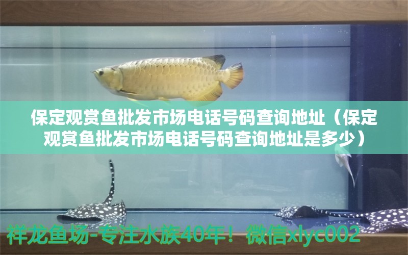 保定觀賞魚批發(fā)市場電話號碼查詢地址（保定觀賞魚批發(fā)市場電話號碼查詢地址是多少） 觀賞魚批發(fā)