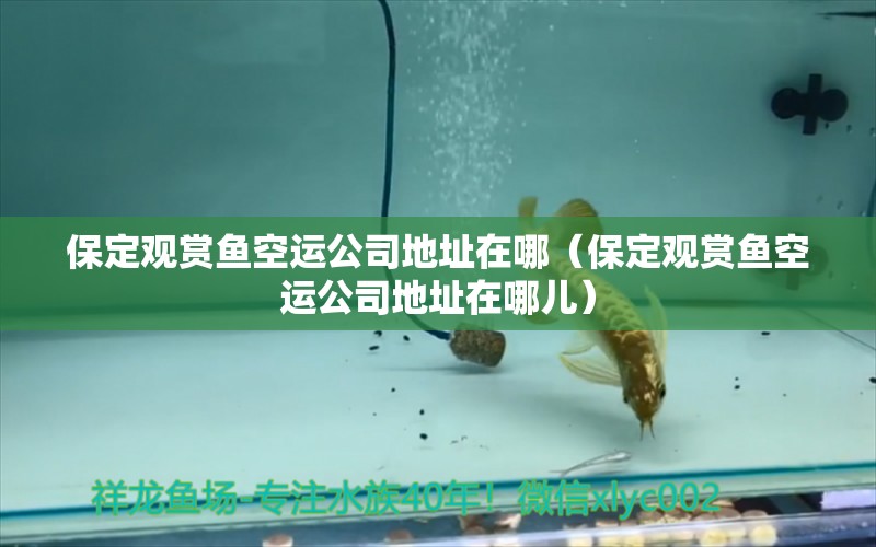 保定觀賞魚空運公司地址在哪（保定觀賞魚空運公司地址在哪兒） 高背金龍魚