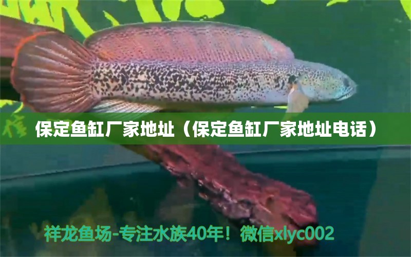 保定魚缸廠家地址（保定魚缸廠家地址電話）