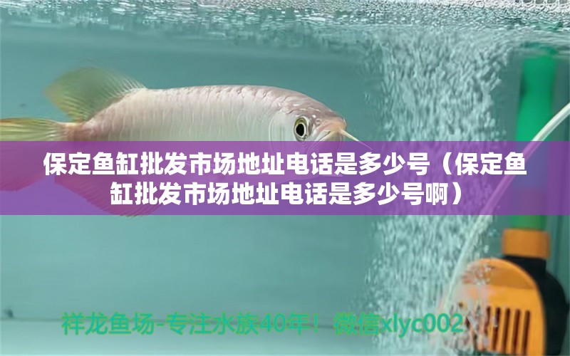 保定魚缸批發(fā)市場地址電話是多少號（保定魚缸批發(fā)市場地址電話是多少號?。?觀賞魚市場（混養(yǎng)魚）