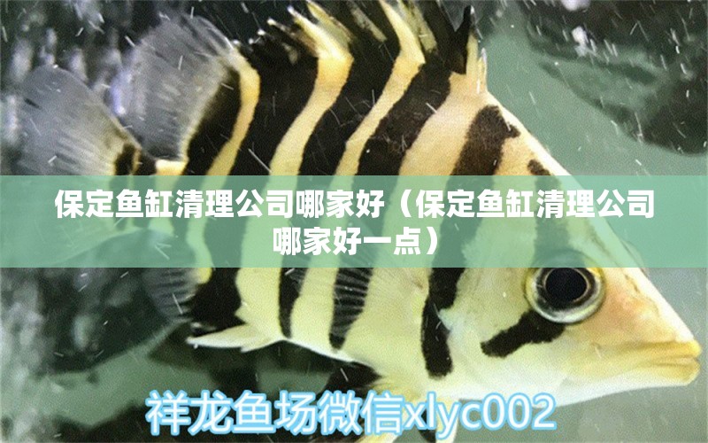 保定魚缸清理公司哪家好（保定魚缸清理公司哪家好一點） 祥龍水族醫(yī)院