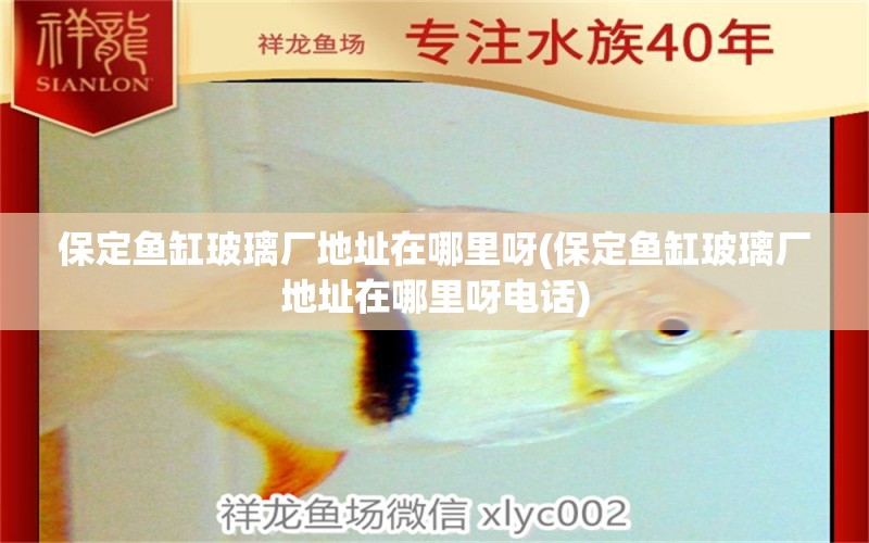 保定魚缸玻璃廠地址在哪里呀(保定魚缸玻璃廠地址在哪里呀電話) 飛鳳魚苗