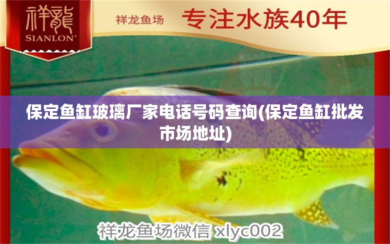 保定魚缸玻璃廠家電話號碼查詢(保定魚缸批發(fā)市場地址) 稀有紅龍品種