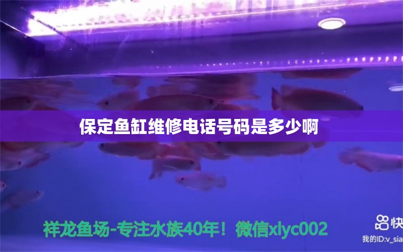 保定魚缸維修電話號碼是多少啊  祥龍超血紅龍魚