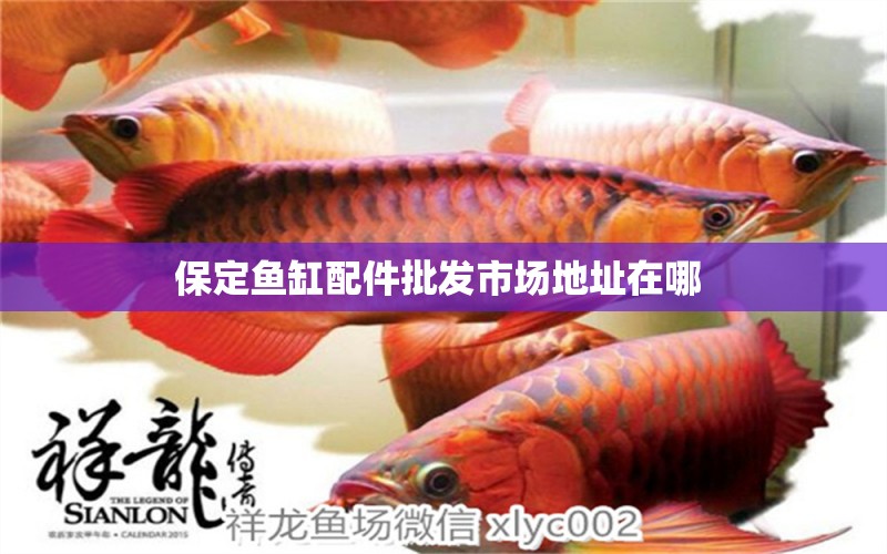 保定魚缸配件批發(fā)市場地址在哪  蘇虎