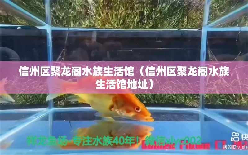 信州區(qū)聚龍閣水族生活館（信州區(qū)聚龍閣水族生活館地址）