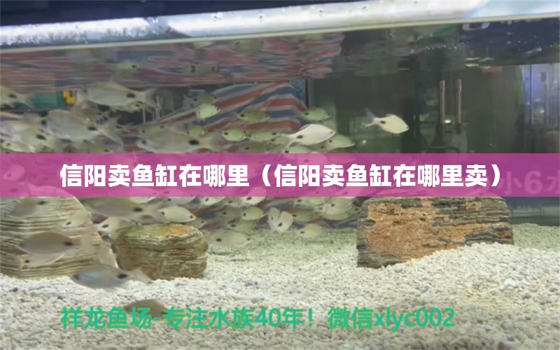 信陽賣魚缸在哪里（信陽賣魚缸在哪里賣）