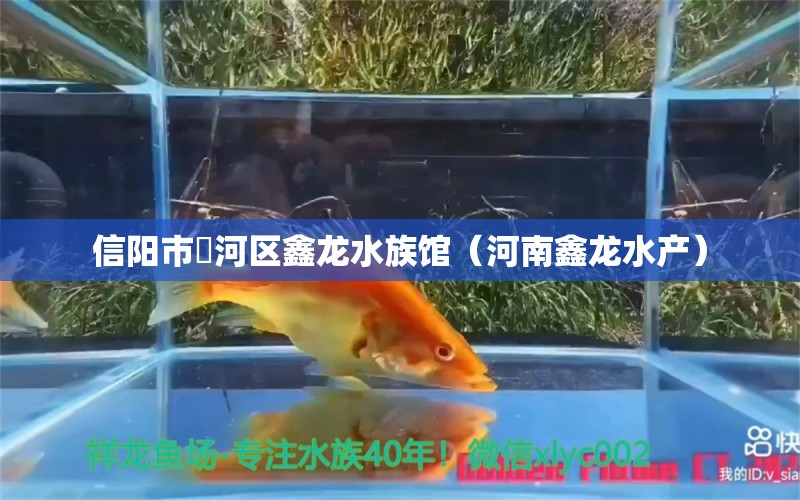 信陽市浉河區(qū)鑫龍水族館（河南鑫龍水產(chǎn)）